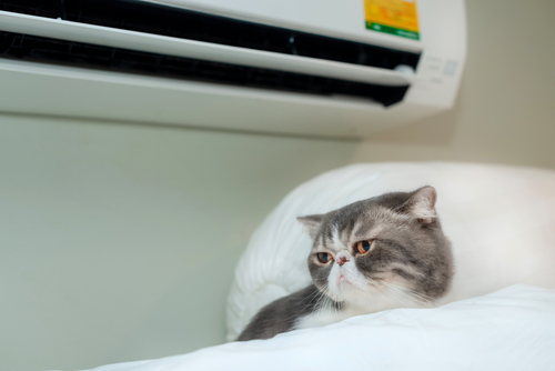 Can A Puppy Or Kitten Sleep In An Aircon Room?