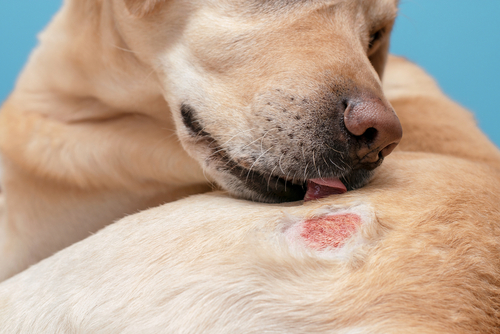 How Do You Know If Your Pet Has Parasites?