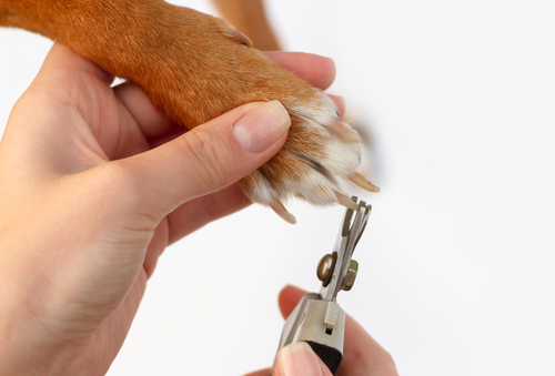 How Often Should I Cut My Pet's Nail?