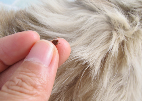 Symptoms Of Dog Mites And How To Treat Them