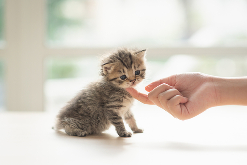 Things to Know About Newborn Kitten Care