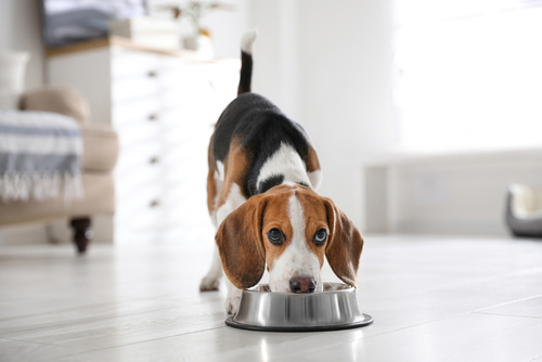 How to Properly Disinfect Dog Bowls?