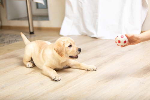 What Is The Best Home Flooring With Pets?