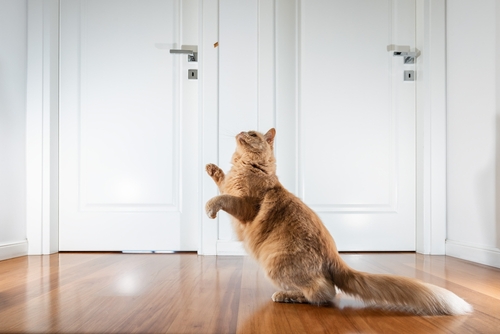 What Is The Best Home Flooring With Pets?