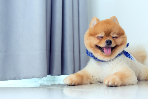 When Should You Start Grooming Your Puppy