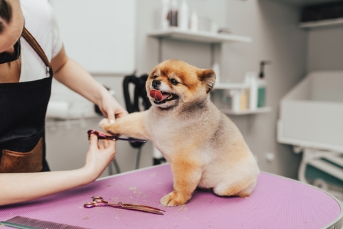 Why Choose Us for Puppy Grooming