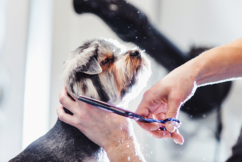 Grooming Your Pets Regularly