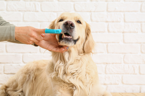 Implementing Steps for At-Home Pet Dental Care