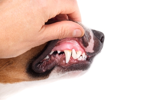  Pet Dental Anatomy