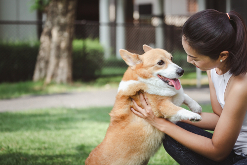 Choosing the Right Pet Sitter for Your Furry Friend What to Consider