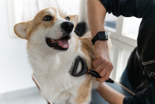 Elevating Your Pet's Well-being Through Grooming Practices