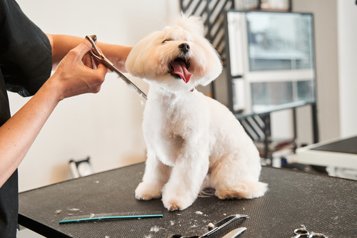 Elevating Your Pet's Well-being Through Grooming Practices
